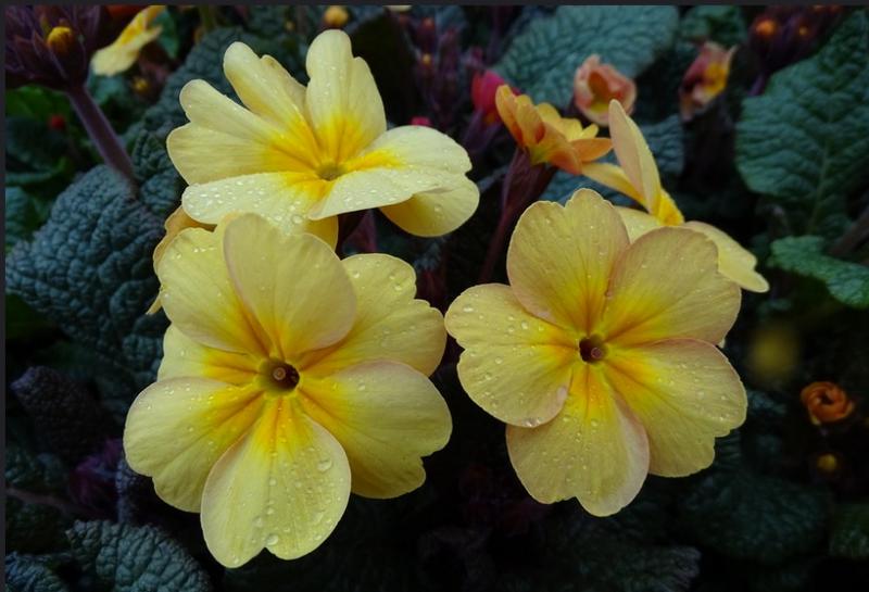 Polyanthus Stella Bucks Fizz (1544)